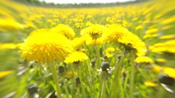 田野里的黄色蒲公英在镜头上柔焦在夏日阳光明媚的日子里