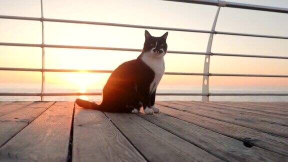 黑色和白色的漂亮的猫在海边的木制堤岸海滩在日落的时候4k