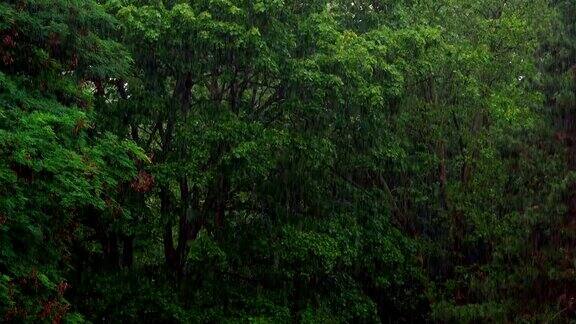 森林里的雨天