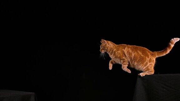 红虎斑家猫成年跳跃在黑色背景下慢镜头4K