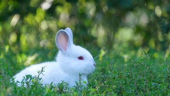 可爱的小白兔在房子附近花园的绿草地上一只漂亮的小兔子