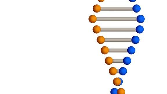 白色背景上带有复制空间的DNA结构脱氧核糖核酸旋转螺旋分子基因遗传和生物学教育4K视频