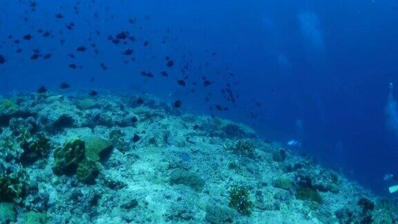 蓝色扳机鱼成群在海底珊瑚礁