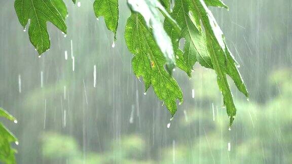 暴雨落在木瓜树叶上
