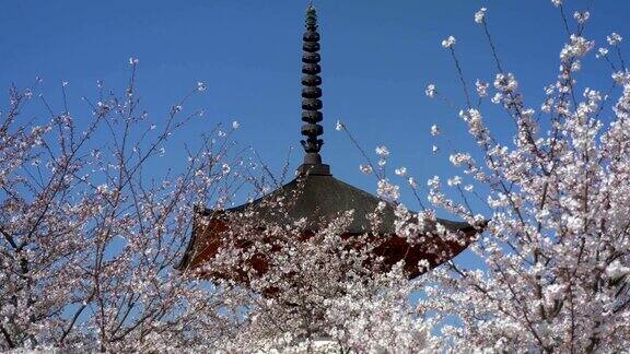 樱花、樱花盛开在公园前的宝塔上以蓝天为背景