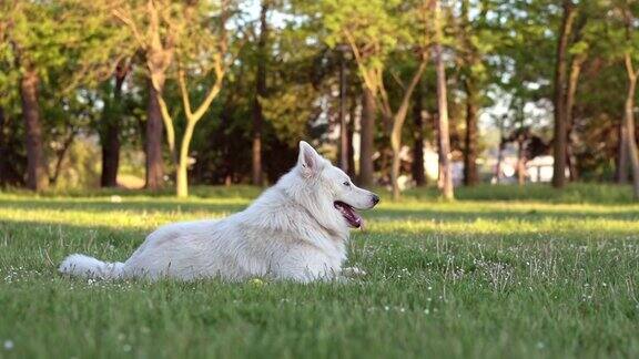 瑞士牧羊犬玩球后在草地上放松