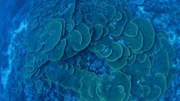叶子板珊瑚群
