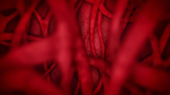 人体心血管系统有红色血管心跳动画医学概念静脉和动脉循环脉冲身体内部循环动画