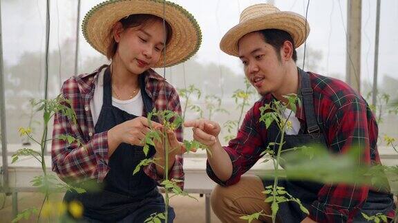 番茄水培种植的年轻人是现代农民