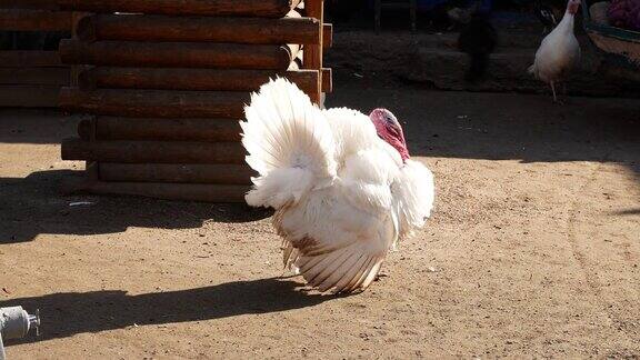 农场里的野生火鸡标本一只美丽的白色大火鸡正在跳舞
