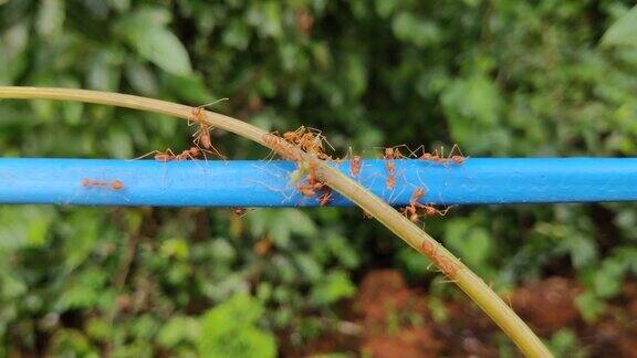 红蚂蚁穿过电线特写拍摄自然背景