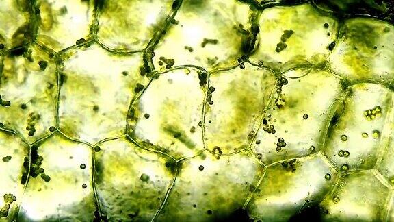 显微镜下的植物细胞时间流逝