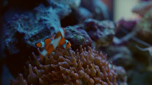 五颜六色的小丑鱼在水族馆水族箱里躲在海葵里热带鱼在珊瑚礁里游泳有异国情调的海洋生物4k