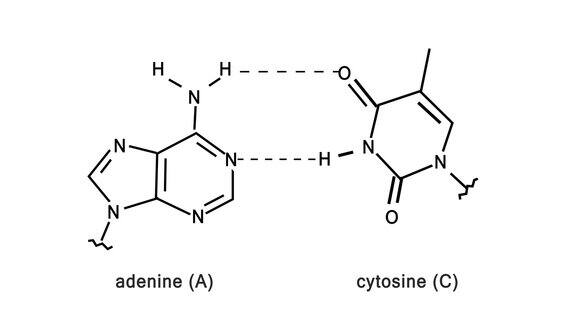 白色背景上的腺嘌呤胞嘧啶联络动画两个DNA碱基与原子结构相连生物教育说明性视频