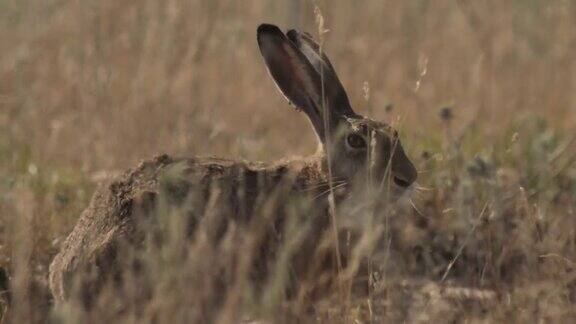 欧洲野兔(Lepuseuropaeus)也称为棕色野兔产于俄罗斯