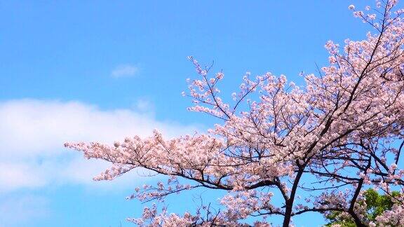 樱花映衬着湛蓝的天空