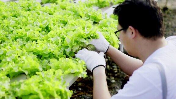 亚洲农民检查根系有机水培蔬菜种植农场