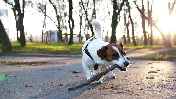 杰克罗素梗狗带着棍子在公园里