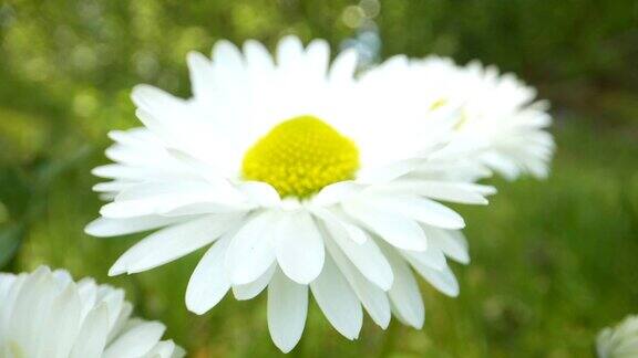 仔细看白色雏菊花