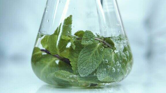 在实验室的玻璃烧瓶中种植植物