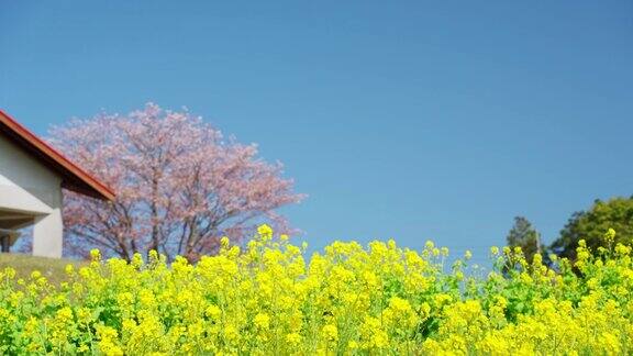 阳光明媚的油菜花和春天的吉野樱桃树