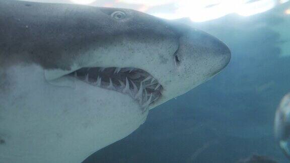 鲨鱼的头和它的大嘴巴在海洋馆游泳的特写镜头