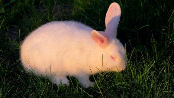 白兔在草地上吃草的特写