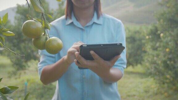 亚洲女园丁使用数字平板电脑检查她的植物和检查橙子田花园的作物信息