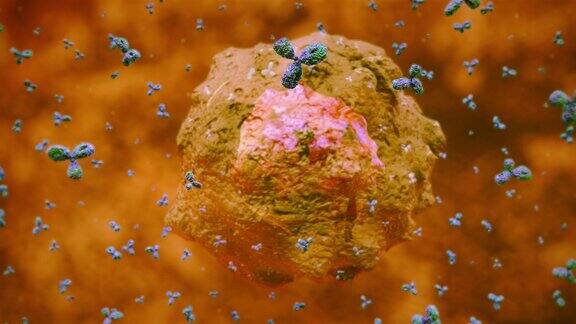 抗体攻击病毒细胞