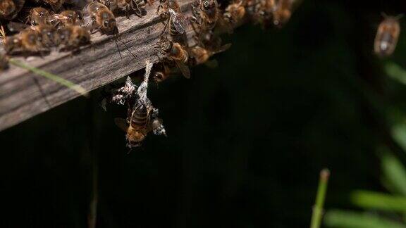 蜂房入口处的蜜蜂蜂群里的假癣虫