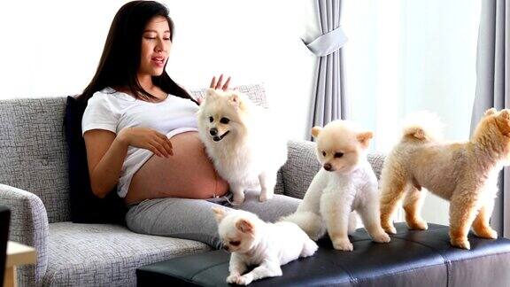 女人怀孕9个月和可爱的狗的家庭