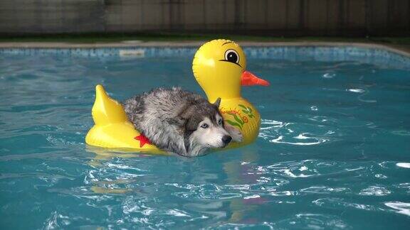 狗在游泳池游泳