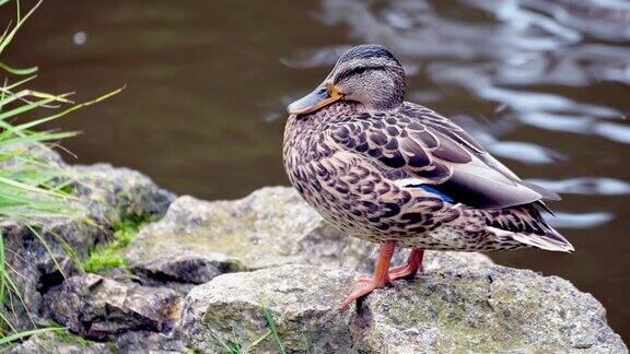一只母野鸭坐在池塘岸边的一块石头上一只鸭子在一个温暖的夏天休息