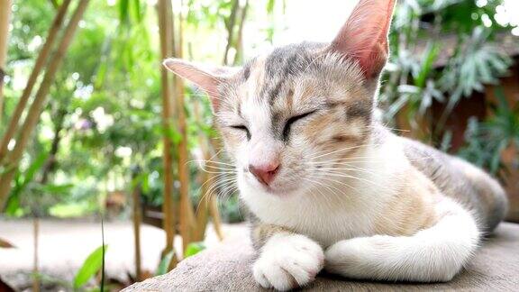 可爱的小猫躺在木凳上