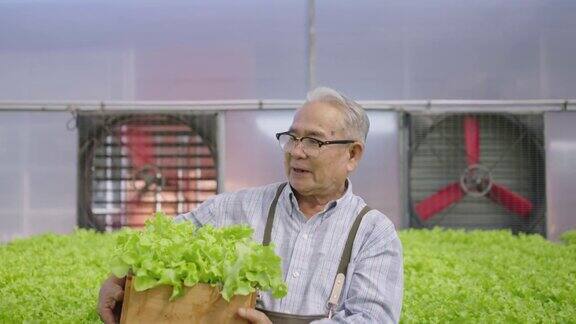 亚洲老人抱着蔬菜箱水培水培温室农场有机新鲜收获蔬菜概念