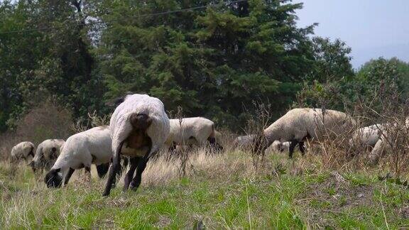 一条牧羊犬聚集着一群羊剪了羊毛的羊在草地上吃草4k