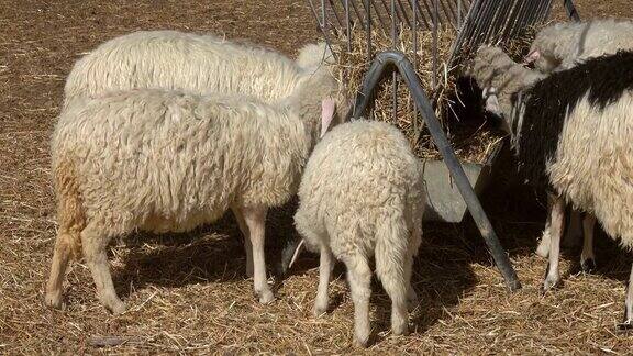 绵羊在农场吃干草