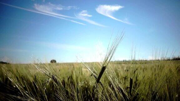 镜头移动与成熟的小麦和黑麦的背景蓝色的天空和明亮的太阳穿过田野