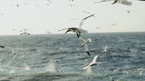北方塘鹅:自由飞翔