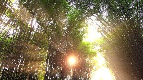 竹隧道和夕阳光线