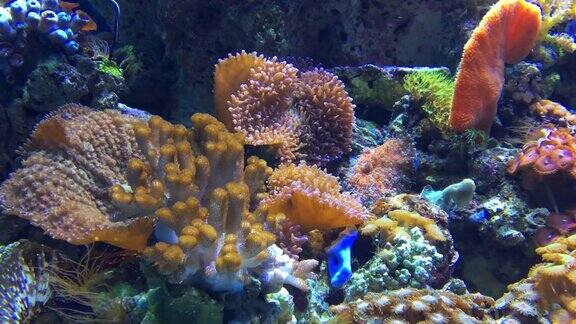 水族馆里满是鱼和珊瑚