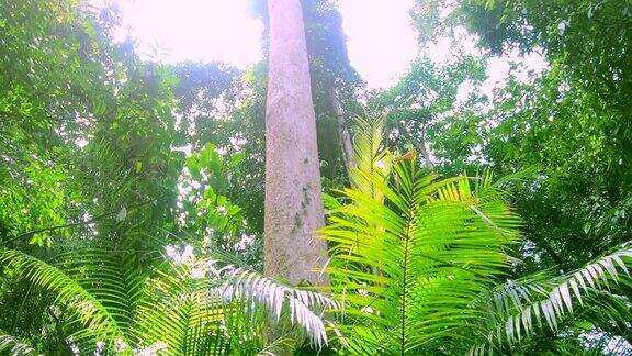 热带森林中的树木