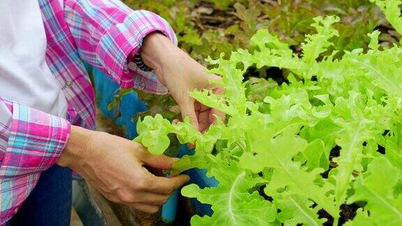 特写手的妇女农民和检查新鲜蔬菜沙拉发现害虫在一个有机农场在温室花园农业有机健康素食食品和小企业