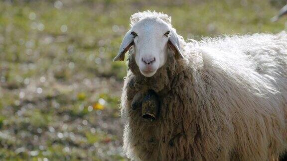 一只羊看着摄像机慢镜头里咀嚼着