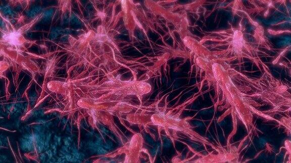 单核细胞增多性李斯特氏菌