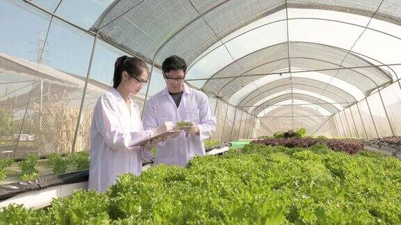 科学家测试溶液化学检查检查新鲜的有机水培农场有机蔬菜水培蔬菜生长在温室