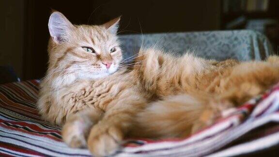 可爱的姜黄色小猫躺在条纹织物上毛茸茸的宠物舒服地安顿下来睡觉