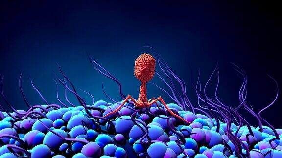 噬菌体感染运动中的细菌