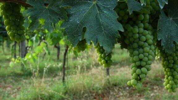 一串白葡萄在基安蒂地区的绿色葡萄园夏季托斯卡纳意大利