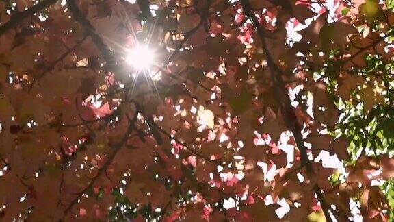 五彩缤纷的秋天枫叶